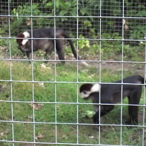 Africa-Red-capped Magabeys