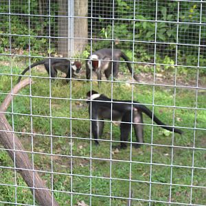Africa-Red-capped Magabeys