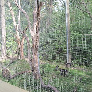 Africa-Red-capped Magabey Exhibit