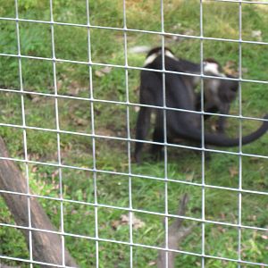 Africa-Red-capped Magabeys