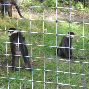 Africa-Red-capped Magabeys