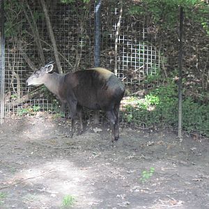 Africa-Yellow-backed Duiker