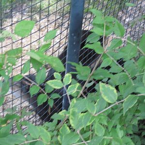 Africa-Yellow-backed Duiker