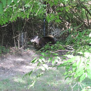 Africa-Yellow-backed Duiker