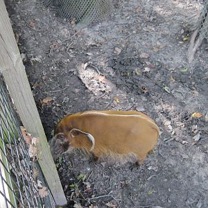 Africa-Red River Hog
