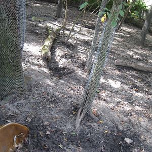 Africa-Red River Hog