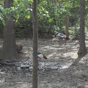 Africa-African Crowned Crane