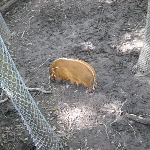 Africa-Red River Hog
