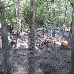 Africa-Red River Hog Exhibit