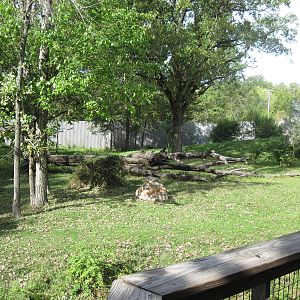 Africa-Western Gorilla Exhibit