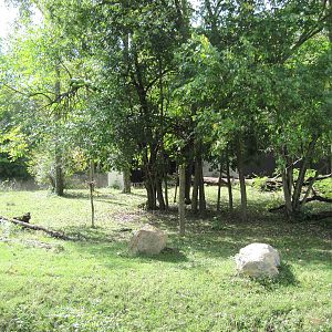 Africa-Western Gorilla Exhibit