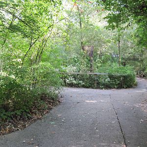 Africa-Congolese Forest