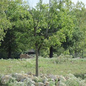 Africa-Common Elands