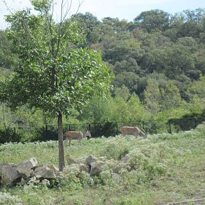 Africa-Common Elands
