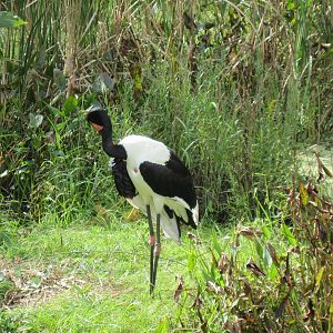 Africa-Saddle-billed Stork