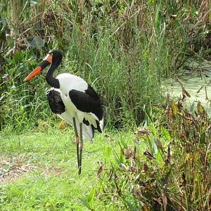 Africa-Saddle-billed Stork
