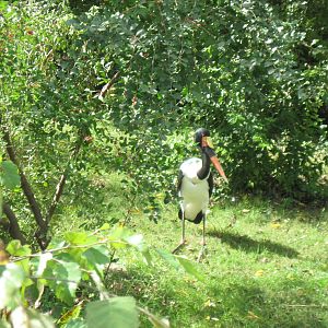 Africa-Saddle-billed Stork