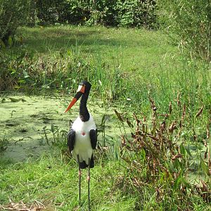 Africa-Saddle-billed Stork