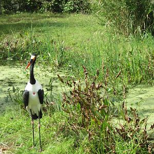 Africa-Saddle-billed Stork