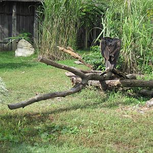 Africa-Lappet-faced Vulture