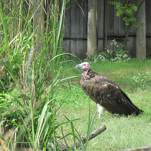 Africa-Lappet-faced Vulture