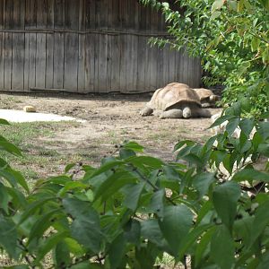 Africa-Aldabra Giant Tortoise