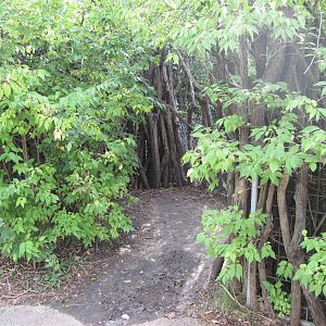 Africa-Aldabra Giant Tortoise Viewing Area