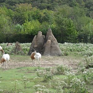 Africa-Scimitar-horned Oryxes