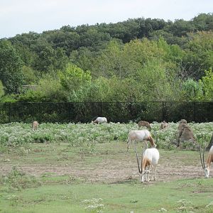 Africa-Scimitar-horned Oryxes