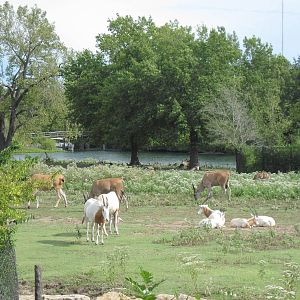 Africa-Scimitar-horned Oryxes