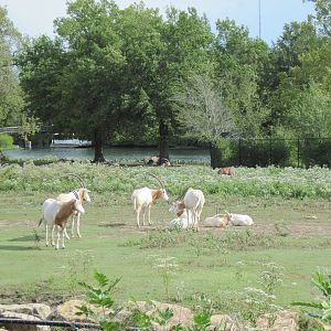 Africa-Scimitar-horned Oryxes