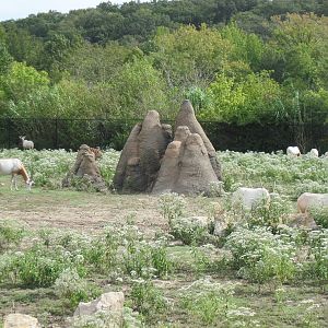 Africa-Scimitar-horned Oryx