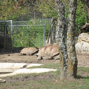 Africa-Aldabra Giant Tortoises