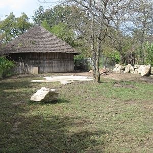 Africa-Aldabra Giant Tortoise Exhibit