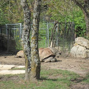 Africa-Aldabra Giant Tortoises