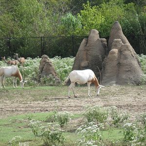 Africa-Scimitar-horned Oryxes