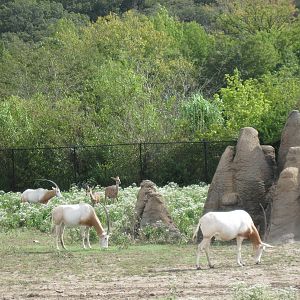Africa-Scimitar-horned Oryxes