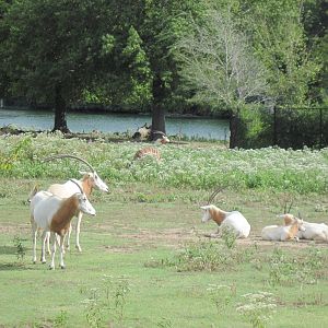 Africa-Scimitar-horned Oryxes