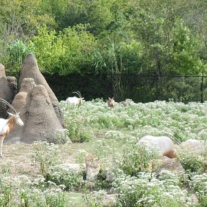 Africa-Scimitar-horned Oryxes
