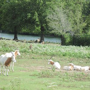 Africa-Scimitar-horned Oryxes