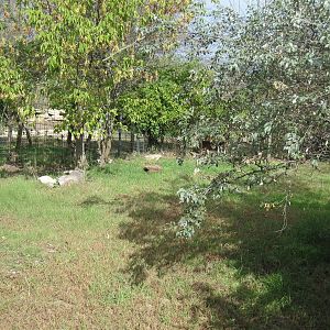 Africa-Blue Duiker Exhibit