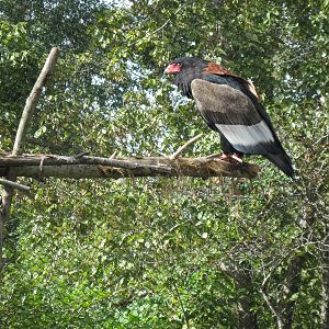 Africa-Bateleur Eagle