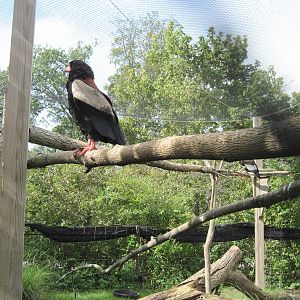 Africa-Bateleur Eagle