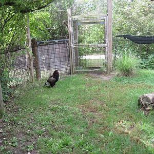 Africa-Bateleur Eagle