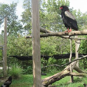 Africa-Bateleur Eagles