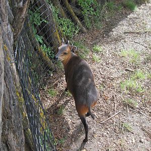 Africa-Red-flanked Duiker