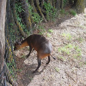 Africa-Red-flanked Duiker