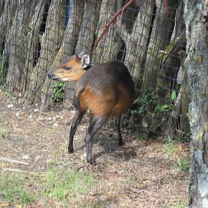 Africa-Red-flanked Duiker