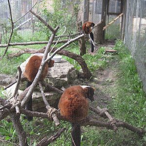 Africa-Red-ruffed Lemurs