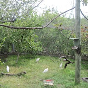 Africa-Cattle Egrets